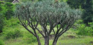 Drachenbaum am Wanderweg 101/102. Der Kanarische Drachenbaum (Dracaena draco) ist ein nordafrikanischer-makaronesischer Endemit. Sein Verbreitungsgebiet umfasst die Kanarischen Inseln Teneriffa, La Palma und Gran Canaria, sowie die Kapverden, Madeira und Nordafrika.<br/>(<a href="http://de.wikipedia.org/wiki/Dracaena_draco" target="_blank">Wikipedia</a>)
