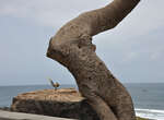 Taucher (Ponta do Sol)