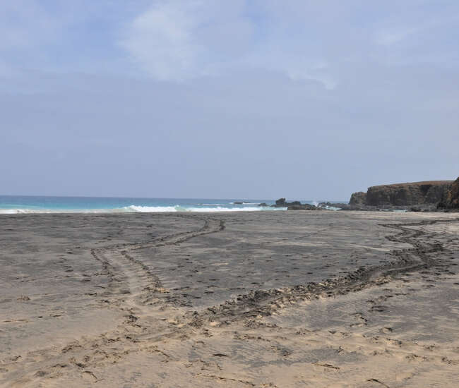 Kapverdische Insel Maio Schildkrötenspuren Eiablage