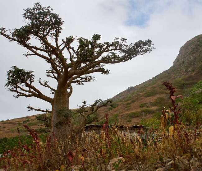 Kapverdische Insel Brava - Wanderwoche Vila Nova Sintra - Baobab